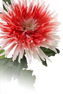 Chrysanthemum flower head